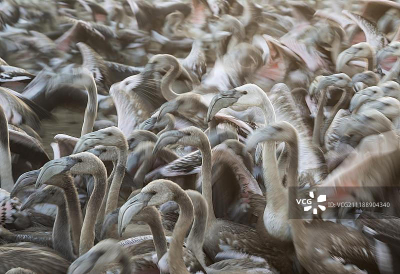 西班牙丰特德皮耶德拉湖的大红鹳图片素材