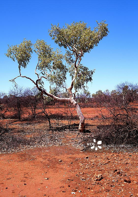 澳大利亚西澳大利亚州皮尔巴拉卡瑞吉尼国家公园桉树图片素材