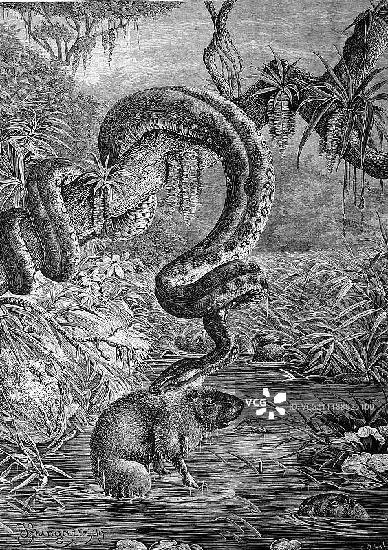 水蚺捕食水豚，1886年历史插图图片素材