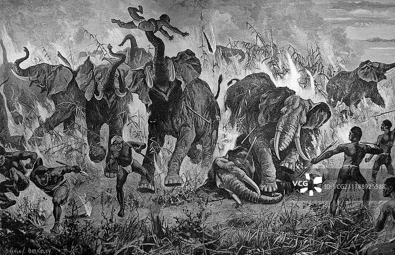 1871年左右的木刻版画：南非，非洲，土著人与被火包围的象群战斗图片素材