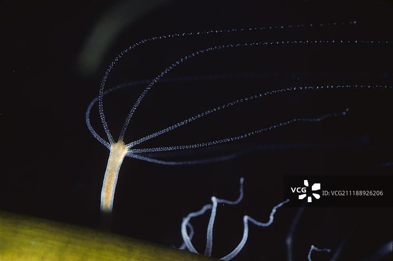 水螅纲图片素材