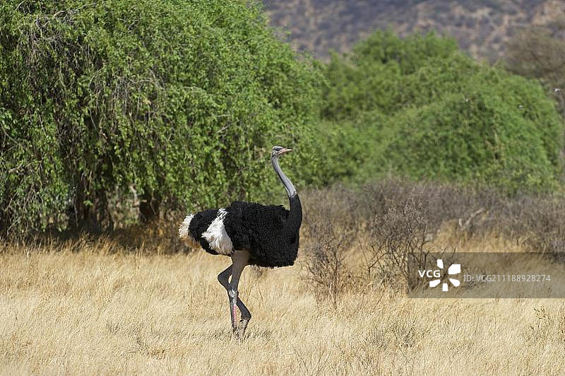 索马里鸵鸟，非洲肯尼亚桑布鲁图片素材