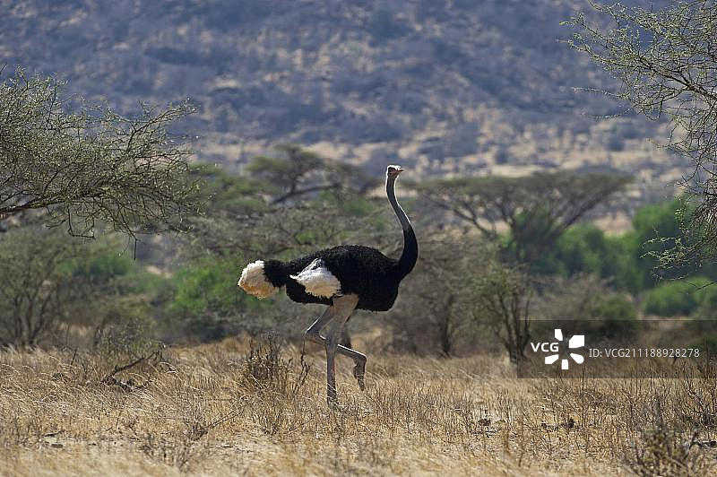 索马里鸵鸟，非洲肯尼亚桑布鲁图片素材