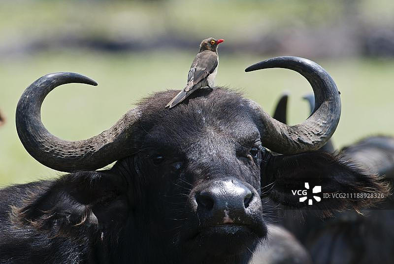非洲肯尼亚纳库鲁湖的红嘴牛椋鸟与非洲水牛图片素材