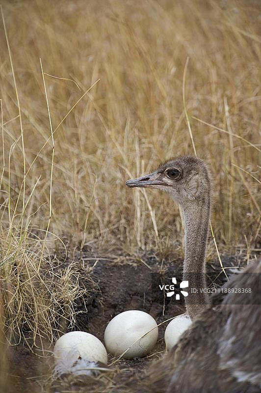 肯尼亚马赛马拉，巢穴中的雌性鸵鸟图片素材