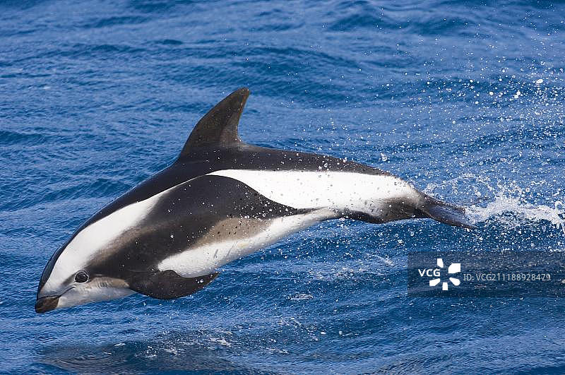 南乔治亚附近南大洋的沙漏海豚图片素材