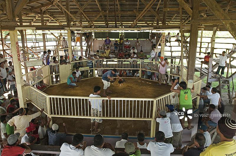 菲律宾巴拉望的斗鸡图片素材