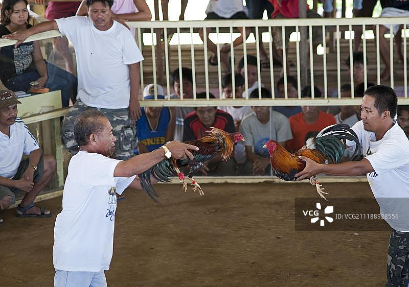 菲律宾巴拉望岛斗鸡比赛前的公鸡图片素材