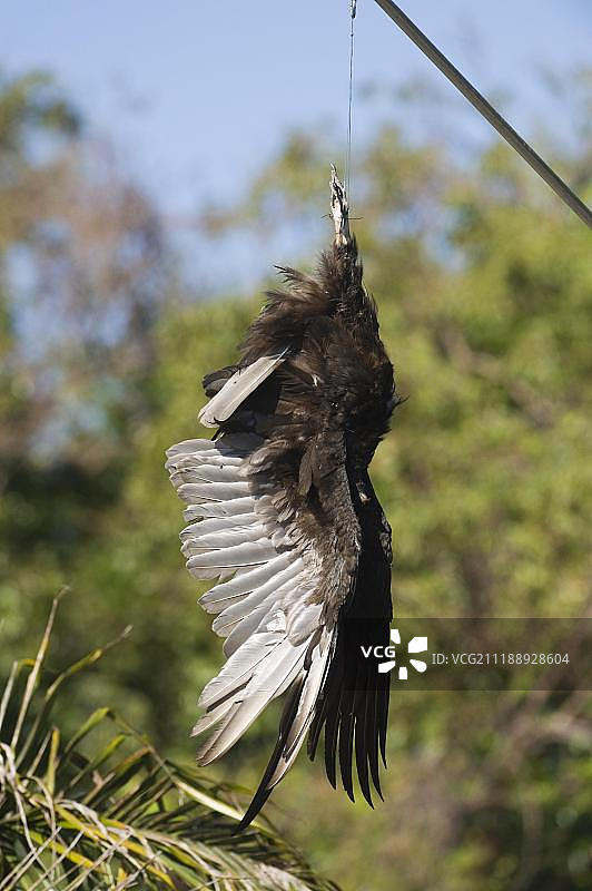 美洲鹫尸体悬挂在停车场，以阻止黑美洲鹫从停放的汽车上剥离橡胶，美国佛罗里达州大沼泽地图片素材