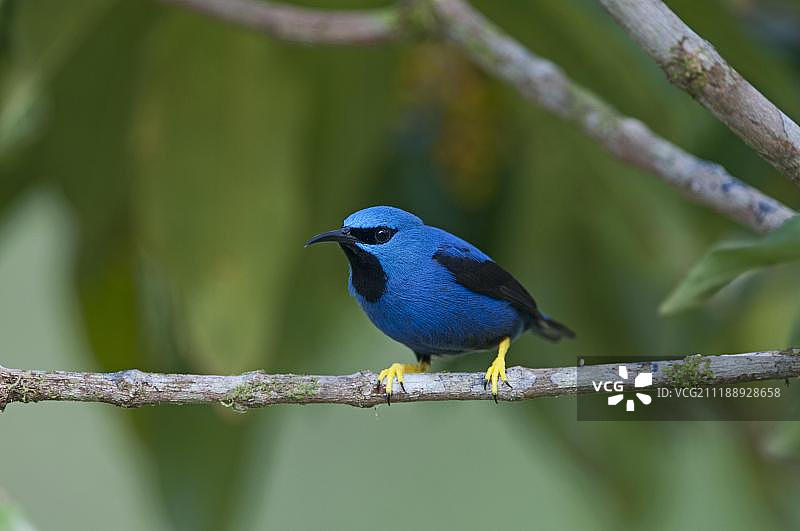 发光旋蜜雀，哥斯达黎加，中美洲图片素材