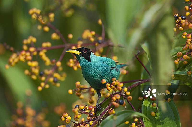 绿弄蝶（学名：Chlorophanes spiza），雄性，拉塞尔瓦，哥斯达黎加，中美洲图片素材