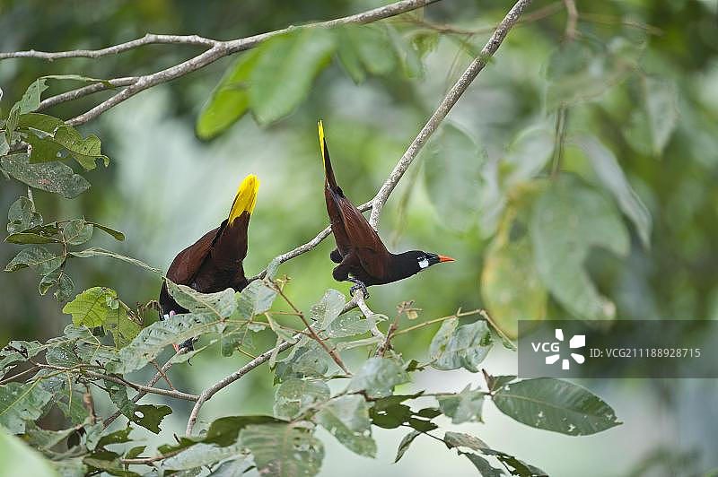 蒙特祖玛拟鹂，哥斯达黎加，中美洲图片素材