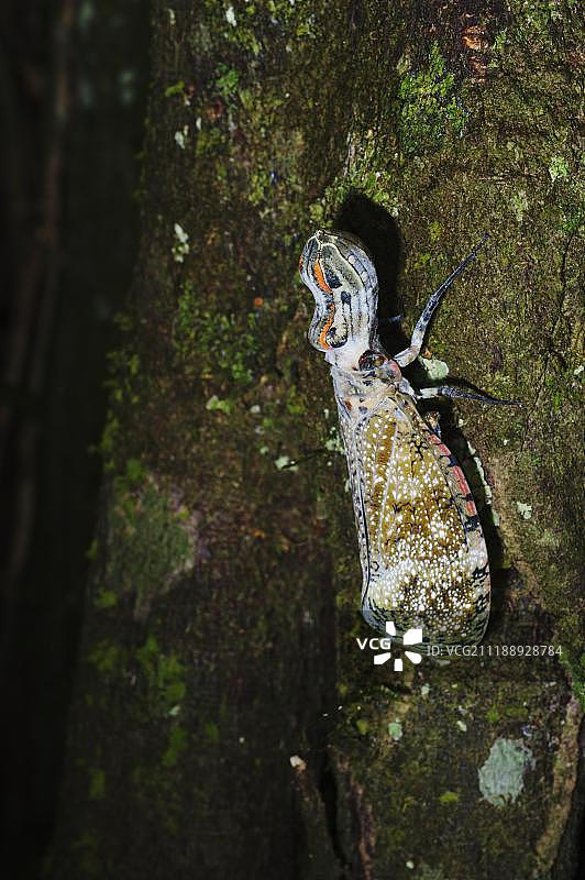 飞蛾，鳄鱼虫（Fulgora laternaria），坦博帕塔，亚马逊，秘鲁，南美洲图片素材