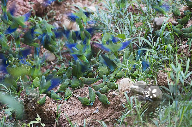 秘鲁坦博帕塔的蓝头鹦鹉和粉亚马逊鹦鹉图片素材