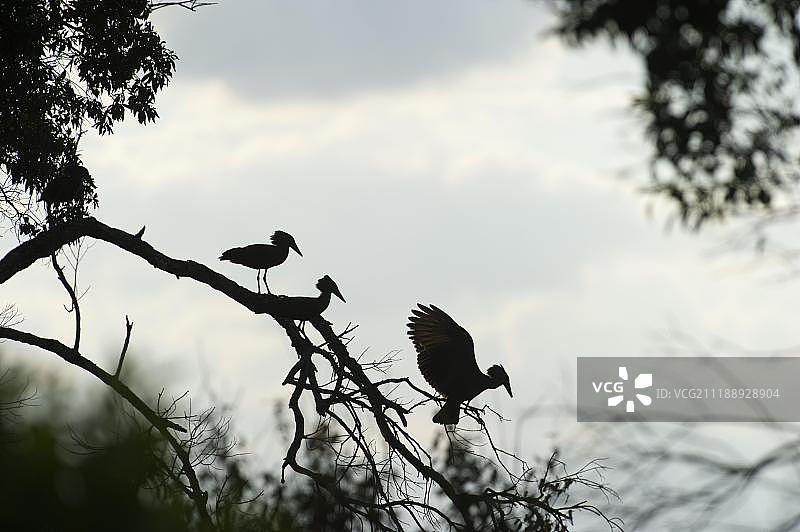 非洲肯尼亚马赛马拉树上的三只锤头鹳图片素材