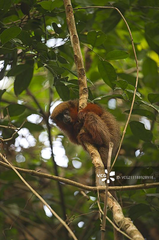 红腹伶猴，秘鲁亚马逊图片素材