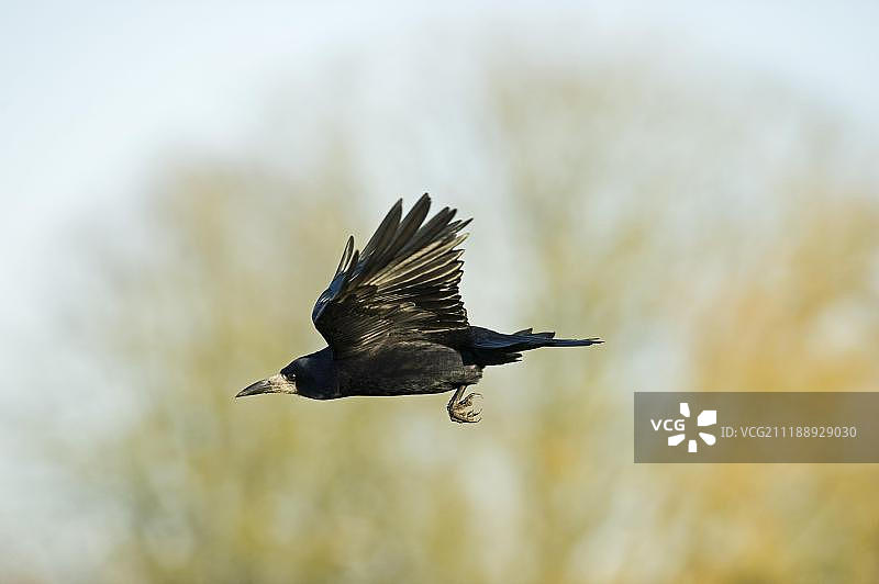 秃鼻乌鸦，英国诺福克图片素材