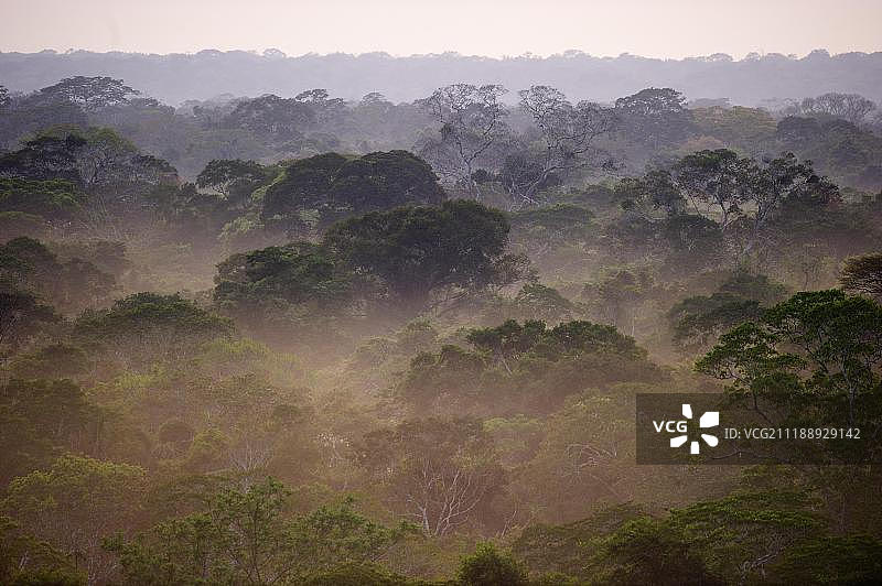 坦博帕塔亚马逊秘鲁南美洲的原始低地热带雨林黎明图片素材