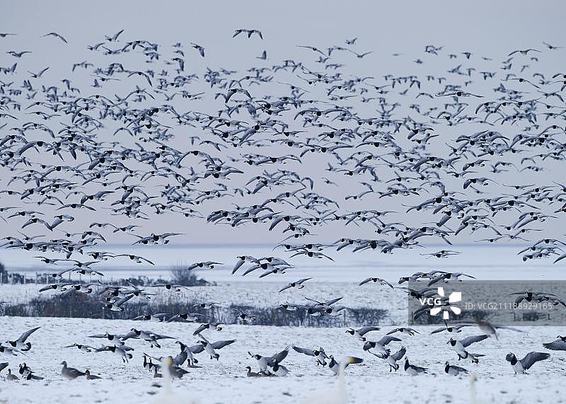 白额黑雁，冬季，索尔维，邓弗里斯，苏格兰，英国，欧洲图片素材