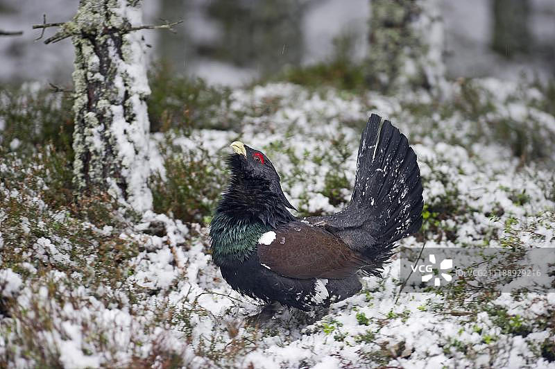 西方松鸡（Tetrao urogallus），雄性展示，苏格兰高地，英国，欧洲图片素材