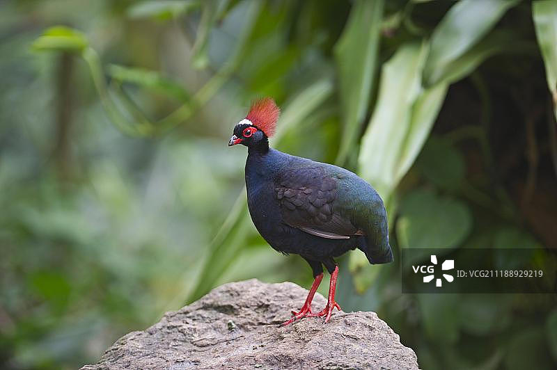 雄性冕鹧鸪（圈养）图片素材