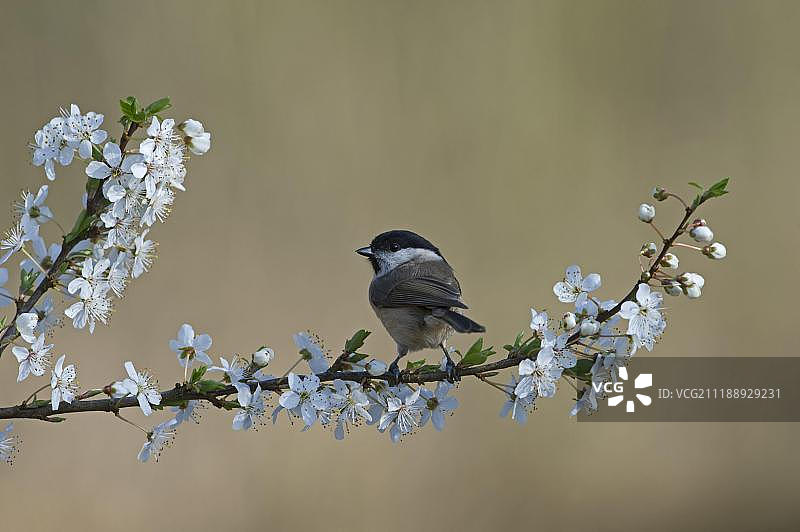 沼泽山雀，英国诺福克图片素材