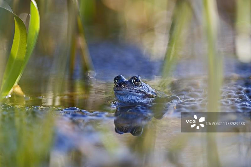 普通青蛙与卵在花园池塘中，英国诺福克图片素材