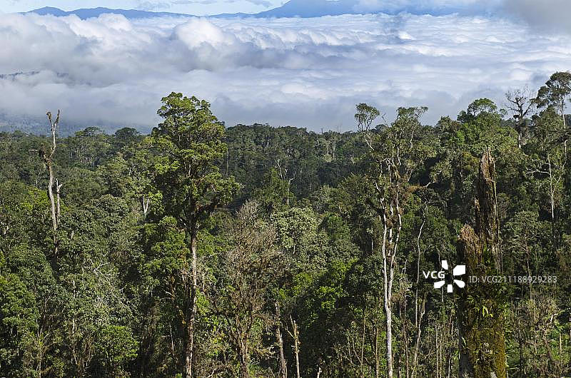 从高地公路看到的雨林景观，靠近塔里，巴布亚新几内亚，大洋洲图片素材