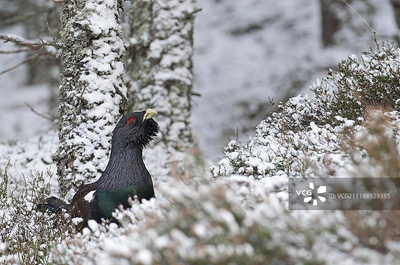 松鸡在苏格兰高地喀里多尼亚松林图片素材