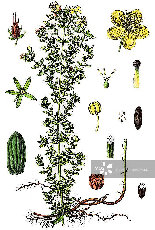 1880年贯叶连翘药用植物版画图片素材