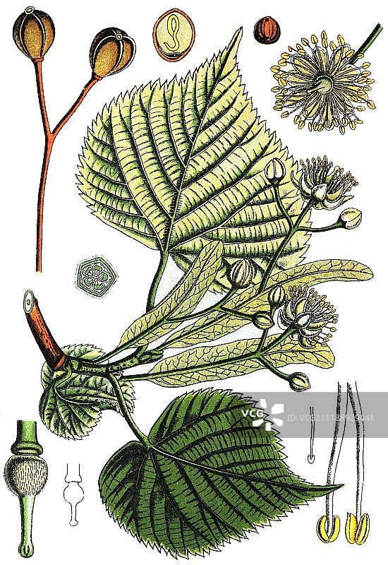 大叶椴树(Tilia platyphyllos subsp. cordifolia)，药用植物，1880年图片素材