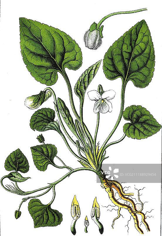 白色堇菜（Viola alba），药用植物，彩色石印，1880年图片素材