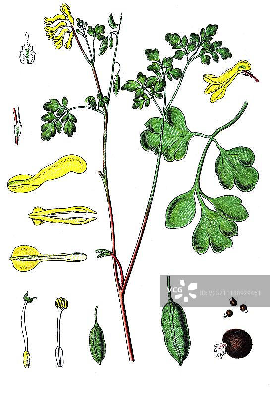 黄花鱼灯草（Pseudofumaria lutea），药用植物，1880年彩色石印图片素材
