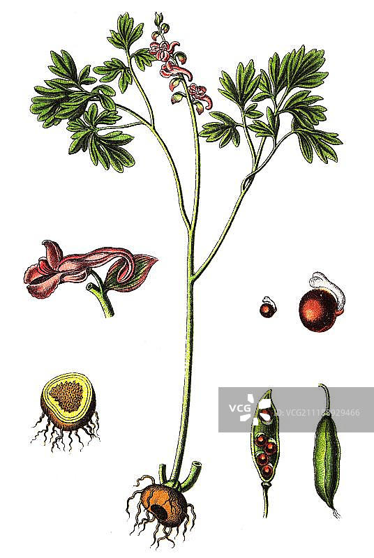 球状延胡索(Corydalis cava)，药用植物，彩色石印，1880年图片素材