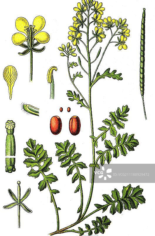 豆瓣菜（Erucastrum nasturtiifolium），药用植物，彩色石印，1880年图片素材