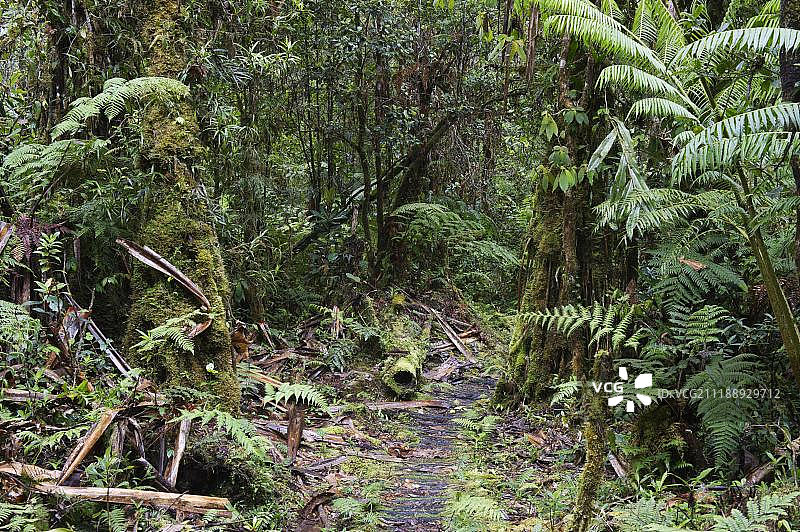 巴布亚新几内亚哈根山周围的山地雨林图片素材