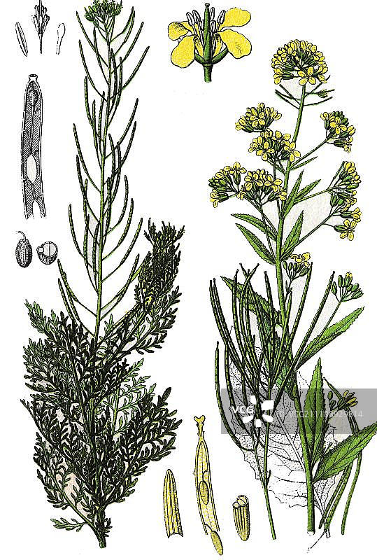 药用植物：Tansy Mustard、Flixweed 或 Sophia 草（Descurainia sophia），彩色石印，1880年图片素材