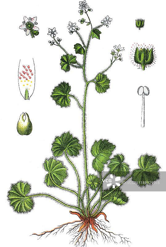 圆叶虎耳草（Saxifraga rotundifolia），药用植物，1881年图片素材
