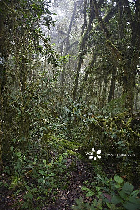 巴布亚新几内亚塔里南部高地7000英尺雨林中的本森小径图片素材