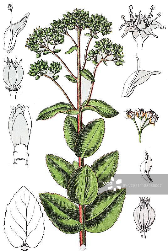 景天三七，药用植物，彩色石印，1881年，历史插图图片素材
