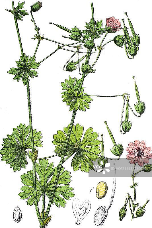 1881年铬版印刷：药用植物欧洲老鹳草图片素材