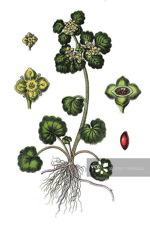 互叶金腰Chromolithograph，1881年图片素材