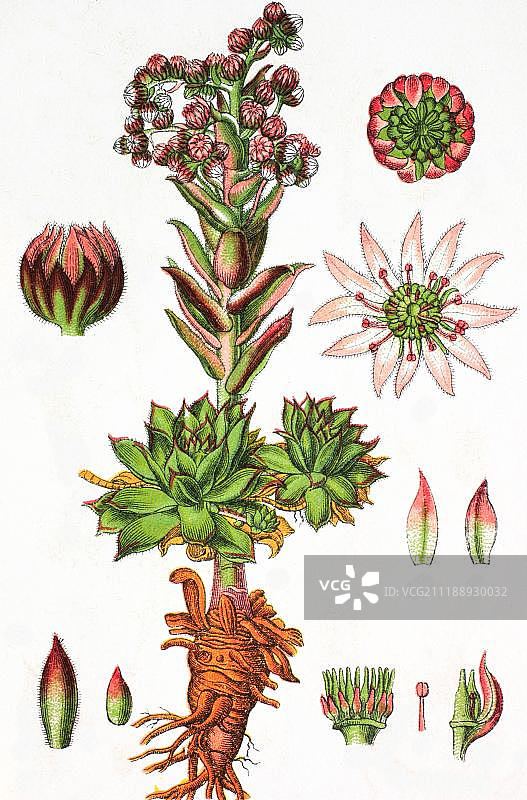 长生草：药用植物，1881年彩色石印历史插图图片素材
