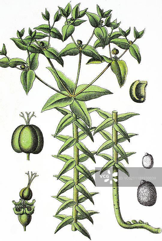 续随子或千金子（大戟属），药用植物，1881年彩色石印图片素材