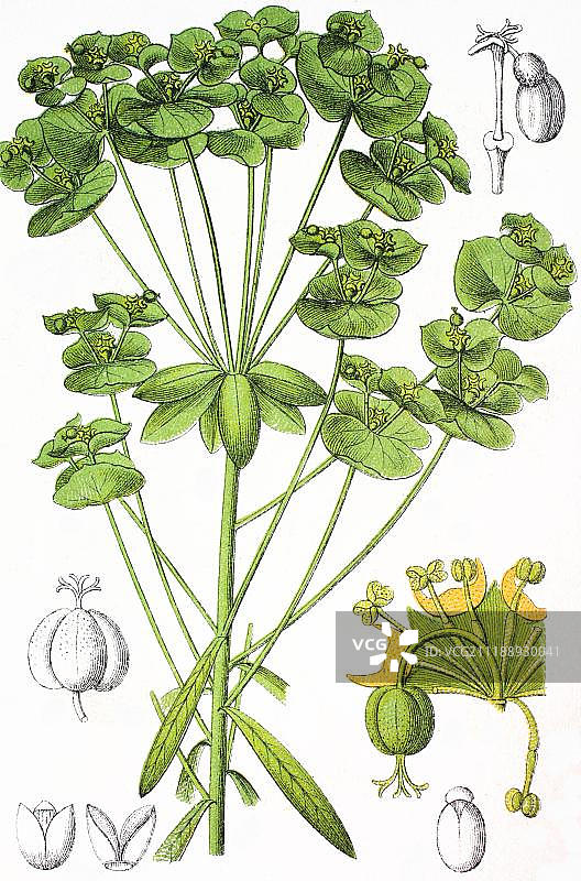 大戟甜，药用植物，彩色石印，1881年，历史插图图片素材