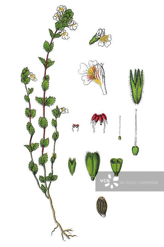 小米草图片素材