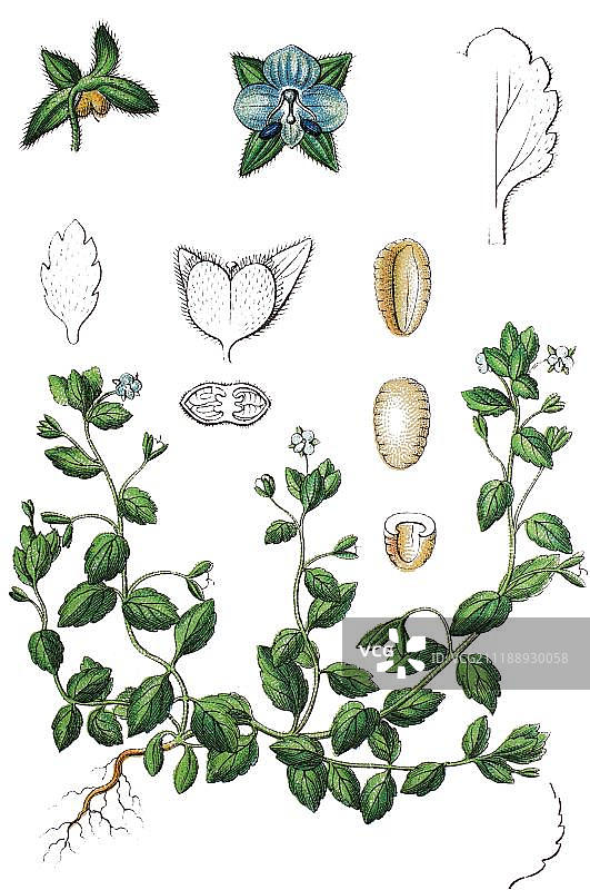 绿色田野-婆婆纳，药用植物，有益植物，1888年图片素材