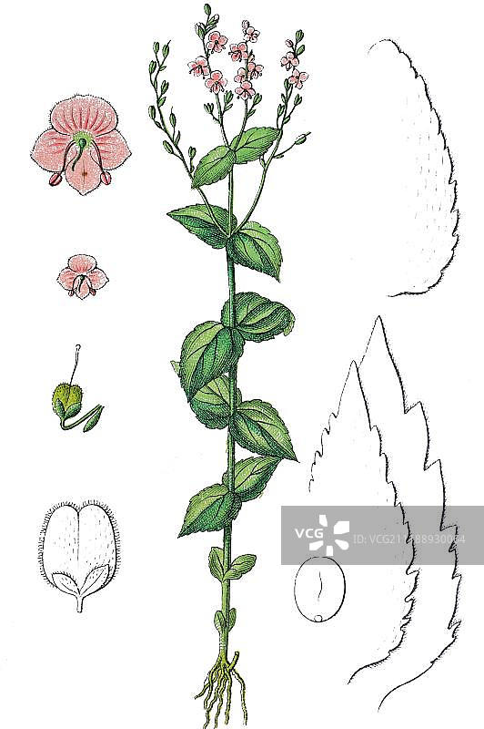 荨麻婆婆纳（Veronica urticifolia）药用植物彩色石印1888年图片素材