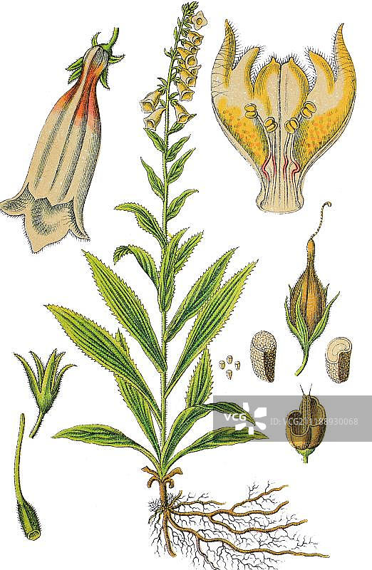 大花毛地黄药用植物彩色石印画，1888年图片素材