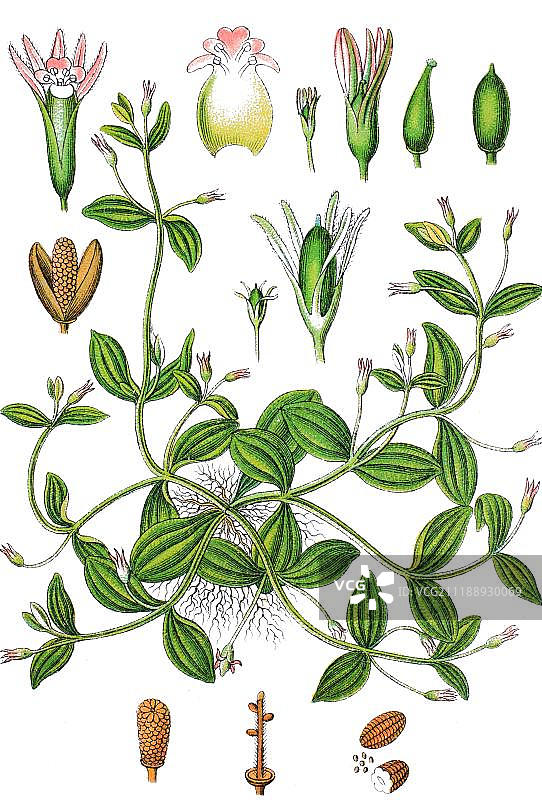 匍茎假母草，药用植物，1888年彩色石印图片素材